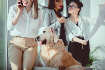 Pets in the workplace: from the idea to design